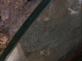 Photo 2 — Grand plateau de verre épais rond pour table.
